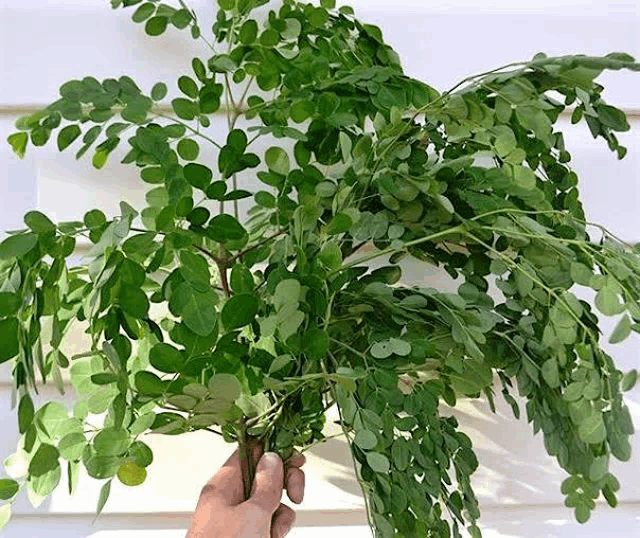 a person is holding a bunch of green leaves in their hand in front of a white wall .
