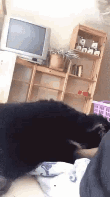 a dog is laying on a person 's lap in a living room with a television .