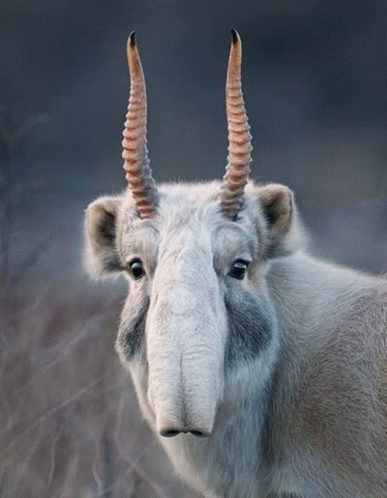 Antilope De Saiga GIF - Antilope De Saiga GIFs