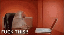 Office Monkey Fuck This GIF - Office Monkey Fuck This Laptop GIFs