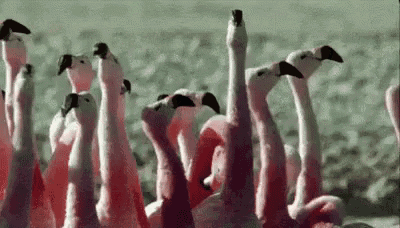 a flock of pink flamingos are standing on their heads on the beach .