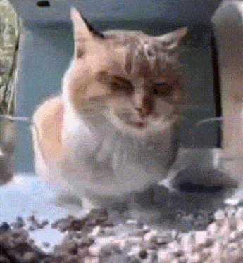 a cat is standing next to a bowl of food with its eyes closed .