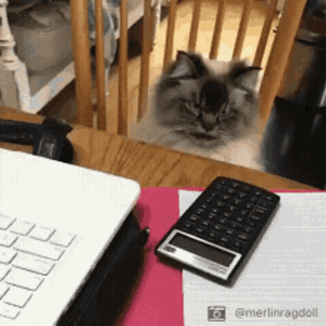 Angry Cat GIF - Angry Cat Mad Face GIFs