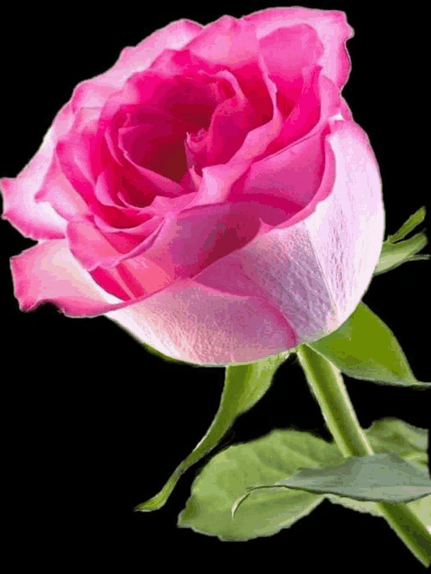 a close up of a pink rose with green leaves