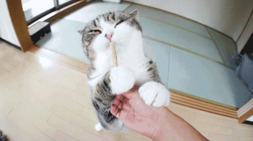 a cat with its eyes closed eating a stick from a person 's hand