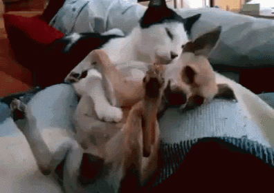 Let'S Get You Cleaned Up GIF - Dog Cat Friends GIFs