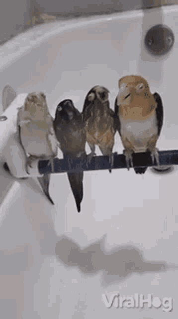 a group of birds are sitting on a pole in a bathtub .