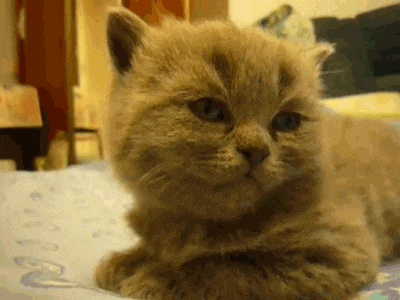 a close up of a cat laying on a bed looking at the camera