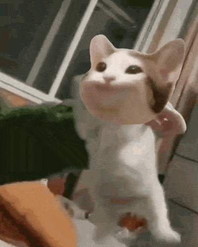a cat with a funny face is being petted by someone