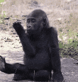 Monkey Genit GIF - Monkey Genit Monyet GIFs