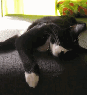 a black and white cat is laying on a couch in front of a window
