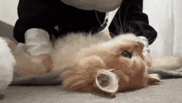 a person is petting a cat laying on its back .