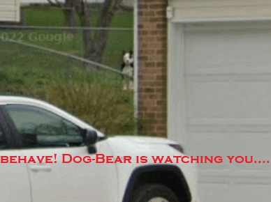 Behave Dog-bear GIF - Behave Dog-bear I Am Watching You GIFs