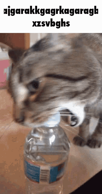 Cat Cat Chewing Bottle GIF - Cat Cat Chewing Bottle Water Bottle GIFs