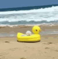 a yellow rubber duck with a dog on it is floating on the beach .