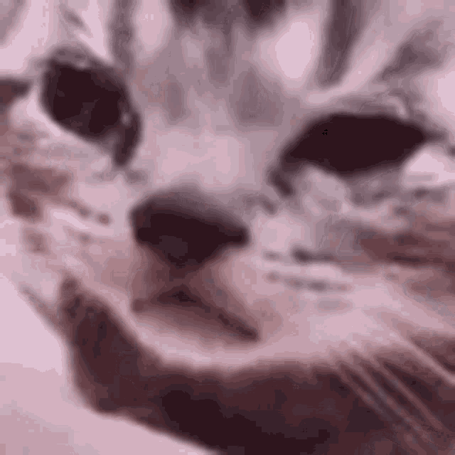 Kitty Cat GIF - Kitty Cat Crying GIFs