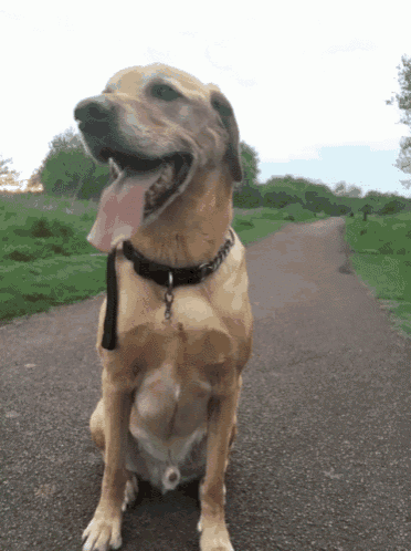 a dog with its tongue hanging out sitting on a path