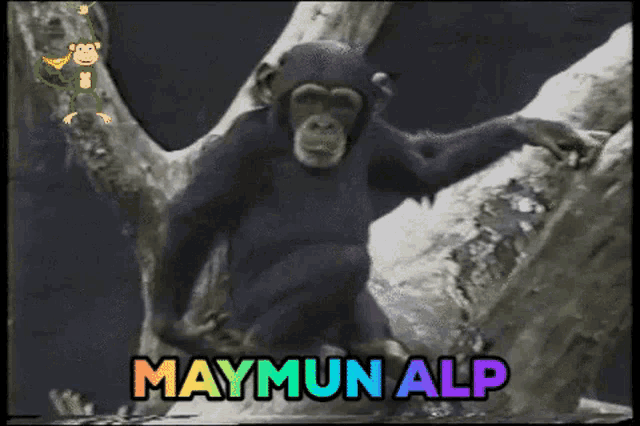 Maymun Alp Alp GIF - Maymun Alp Alp Maymun GIFs