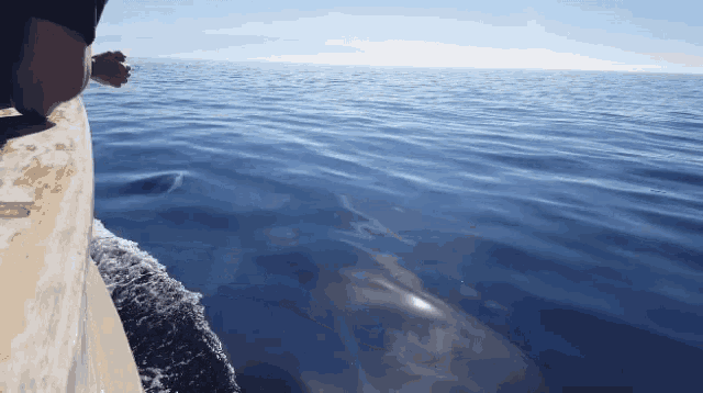 a person on a boat looking at a dolphin in the ocean