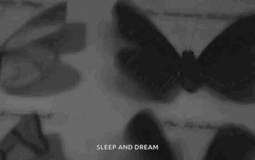 Moth Collection GIF - Moth Collection Insect GIFs