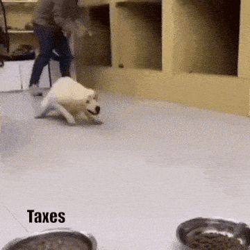a man is playing with a dog in a room with a bowl of food and the words taxes on the bottom .