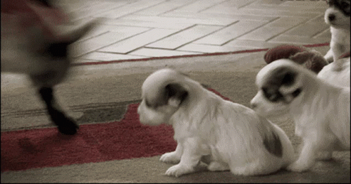 Funny Cute GIF - Funny Cute Puppy GIFs