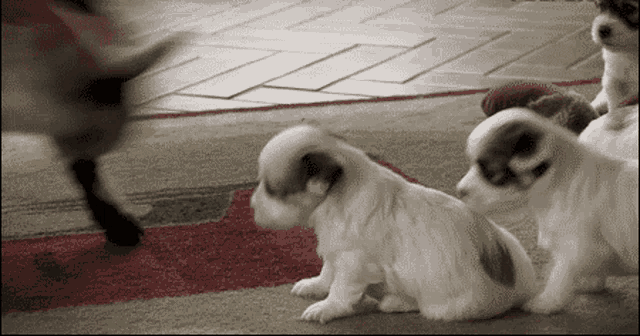 a group of puppies sitting on a rug with a cat walking in the background