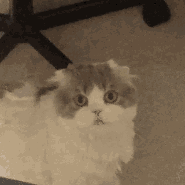 a close up of a cat looking at the camera with a chair in the background