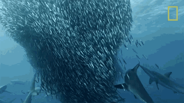 Avoiding Sharks 50shades Of Shark GIF - Avoiding Sharks 50shades Of Shark Swarm Of Sardines GIFs