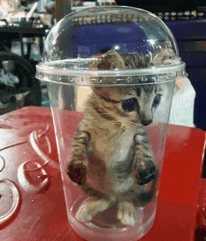 a kitten is sitting inside of a plastic cup
