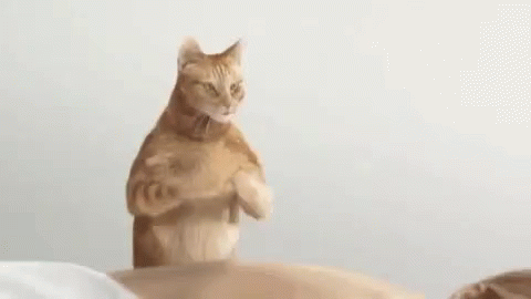 Cat Massage Professional GIF - Cat Massage Professional Masseuse GIFs