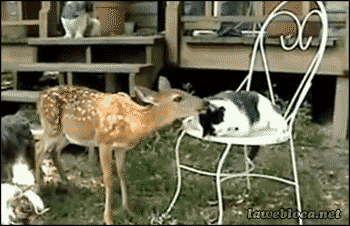 a deer standing next to a cat on a chair that says lawebloca.net on it