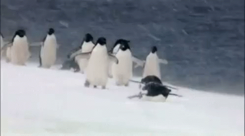 Penguins Snow GIF - Penguins Snow Walking GIFs