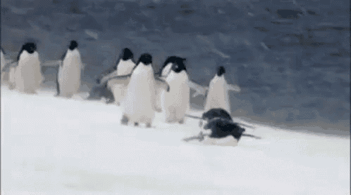 a group of penguins standing on top of a snow covered ice floe .