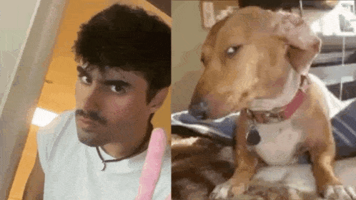 a man with a mustache is holding a pink vibrator and a dog is sitting on a bed .