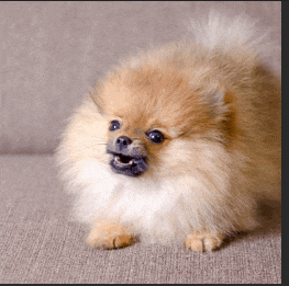 a pomeranian dog is sitting on a couch looking at the camera