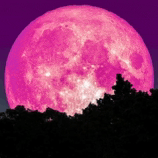 a pink full moon with trees in the foreground against a purple sky