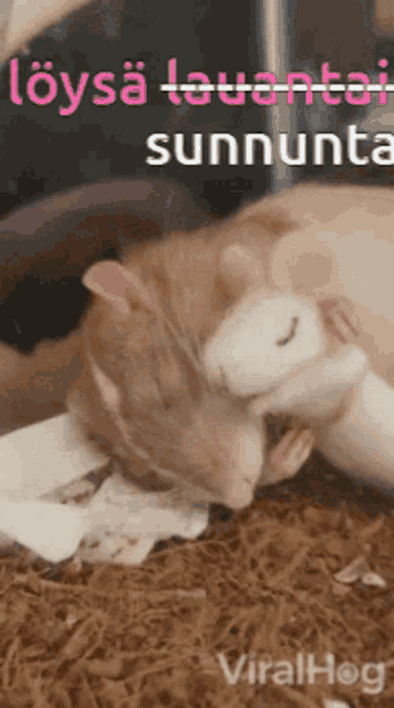 a cat and a hamster are laying on a pile of shredded paper with a caption that says viralhog