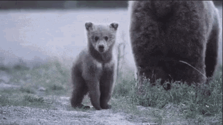 счастливый любопытный медвежонок GIF - Happy Curious Baby GIFs