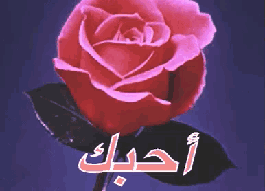 a red rose with the word love in arabic