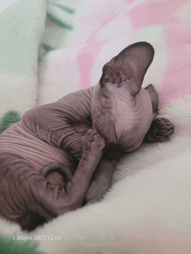 a hairless cat laying on a blanket with the date 1 mays 2025 at the bottom