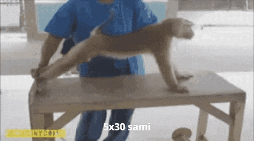 a person in a blue shirt is holding a dog on a table with the words 5x30 sami on the bottom right