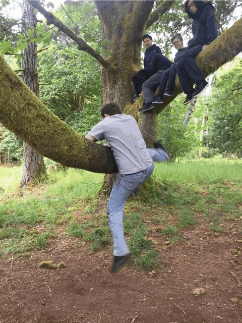a group of people are sitting on a tree branch in the woods