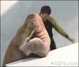 Swell Walrus GIF - Swell Walrus Dance GIFs