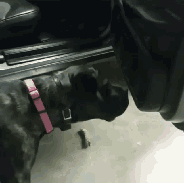 a black dog wearing a pink collar is standing in the door of a car