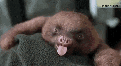 a baby sloth is sticking its tongue out .