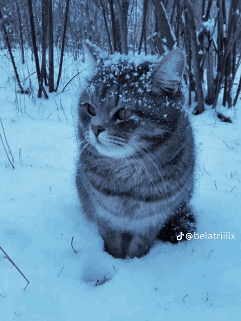 a cat is sitting in the snow with the hashtag belatriiix on the bottom right