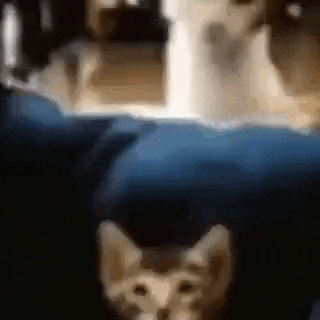 a cat is sitting on top of a blue pillow next to another cat .
