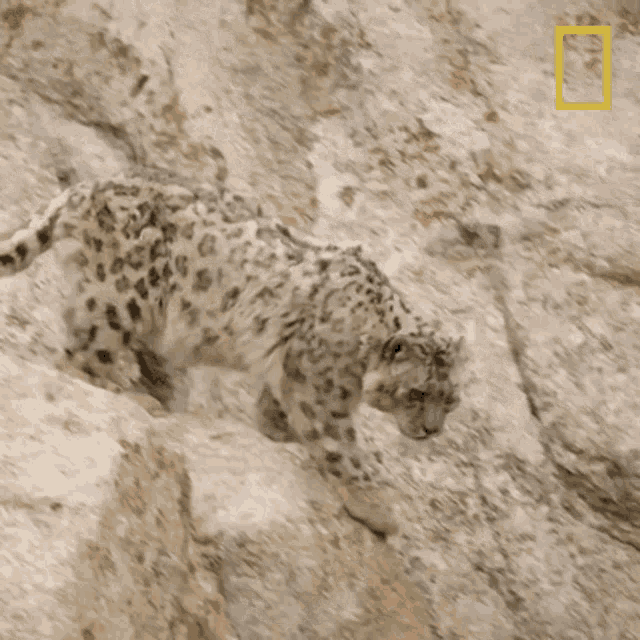 Go Down Wild Cats Of India GIF - Go Down Wild Cats Of India Big Cat Kingdom GIFs