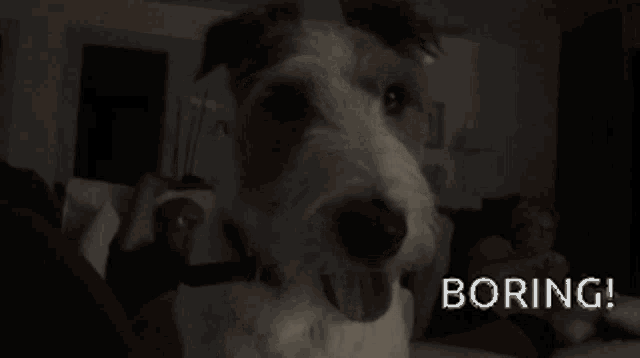 a dog is looking at the camera with the words boring behind it